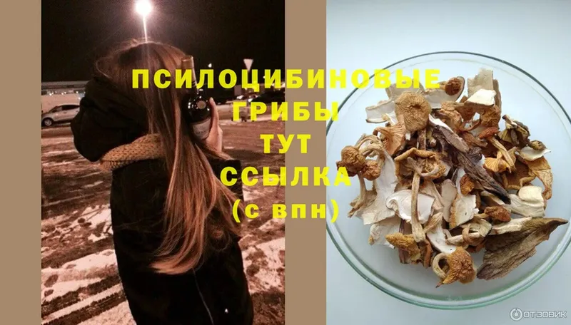 хочу наркоту  Каменск-Шахтинский  Галлюциногенные грибы MAGIC MUSHROOMS 